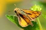 Firey Skipper Butterfly