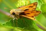 Firey Skipper Butterfly