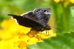 Funeral Duskywing Butterfly