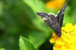 Funeral Duskywing Butterfly