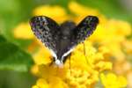 Funeral Duskywing Butterfly