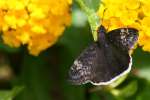 Funeral Duskywing Butterfly