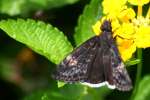 Funeral Duskywing Butterfly