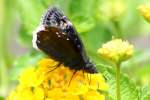 Funeral Duskywing Butterfly