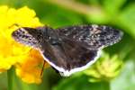 Funeral Duskywing Butterfly