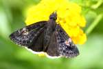 Funeral Duskywing Butterfly