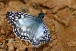 Tropical Checkered-Skipper Butterfly 