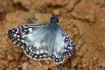 Tropical Checkered-Skipper Butterfly 