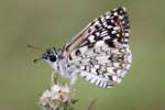Tropical Checkered-Skipper Butterfly 