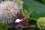 Silver-Spotted Skipper  Butterfly