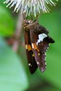 Silver-Spotted Skipper  Butterfly