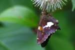 Silver-Spotted Skipper  Butterfly