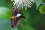 Silver-Spotted Skipper  Butterfly