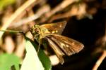 Northern Borken-dash Skipper Butterfly 