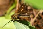 Northern Borken-dash Skipper Butterfly 