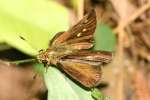 Northern Borken-dash Skipper Butterfly 