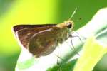 Northern Borken-dash Skipper Butterfly 