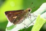 Northern Borken-dash Skipper Butterfly 