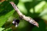 Tropical Checkered-Skipper Butterfly 