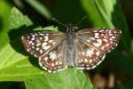 Tropical Checkered-Skipper Butterfly 