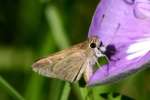 Eufala Skipper Butterfly