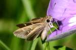 Eufala Skipper Butterfly