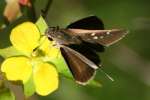 Eufala Skipper Butterfly