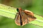 Clouded Skipper Butterfly