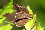 Eufala Skipper Butterfly