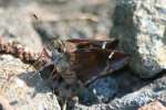 Eufala Skipper Butterfly