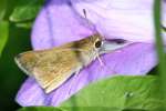 Clouded Skipper Butterfly