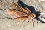 Clouded Skipper Butterfly