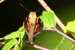 Silver-Spotted Skipper  Butterfly