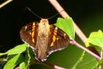 Silver-Spotted Skipper  Butterfly