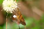 Silver-Spotted Skipper  Butterfly