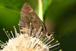 Eufala Skipper Butterfly