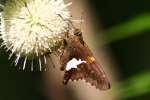 Silver-Spotted Skipper  Butterfly