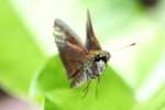 Firey Skipper Butterfly