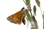 Northern Borken-dash Skipper Butterfly 