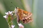 Northern Borken-dash Skipper Butterfly 