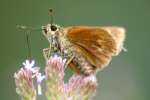 Northern Borken-dash Skipper Butterfly 