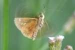 Northern Borken-dash Skipper Butterfly 