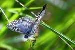 Common/White Checkered Skipper Butterfly