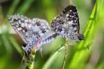 Common/White Checkered Skipper Butterfly