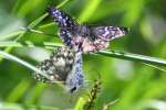 Common/White Checkered Skipper Butterfly