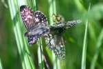 Common/White Checkered Skipper Butterfly