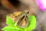 Southern Broken-Dash Skipper Butterfly 