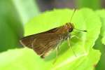 Southern Broken-Dash Skipper Butterfly 