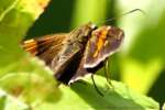 Silver-Spotted Skipper  Butterfly