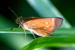 Twin-spot Skipper Butterfly 